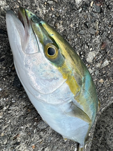 ハマチの釣果