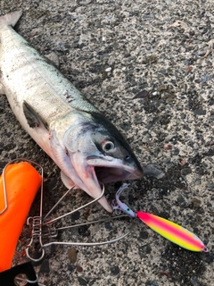 アキアジの釣果