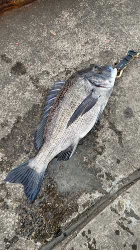 チヌの釣果