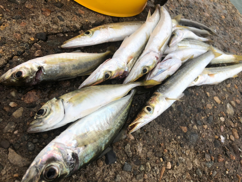 カマスの釣果