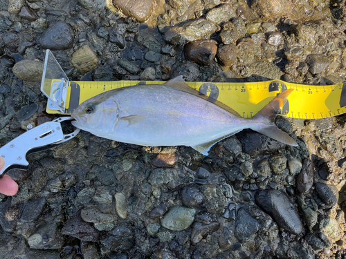 カンパチの釣果