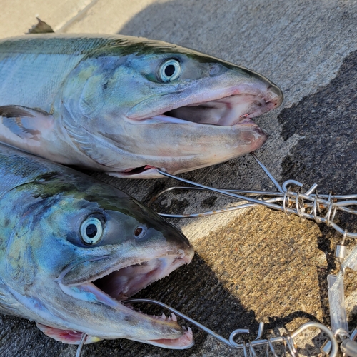 アキアジの釣果