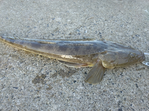 マゴチの釣果