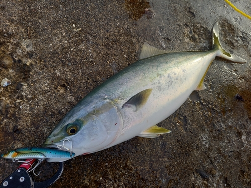 ハマチの釣果