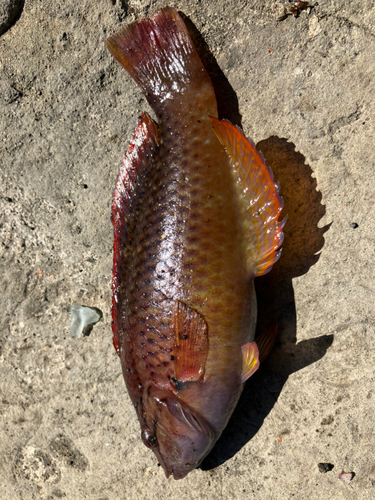 アカササノハベラの釣果