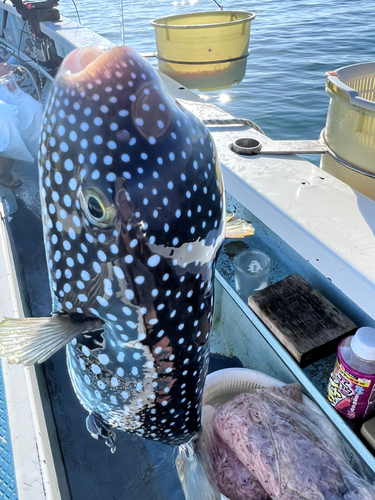 ホシフグの釣果