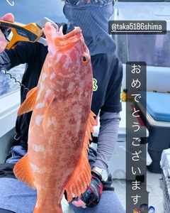 スジアラの釣果