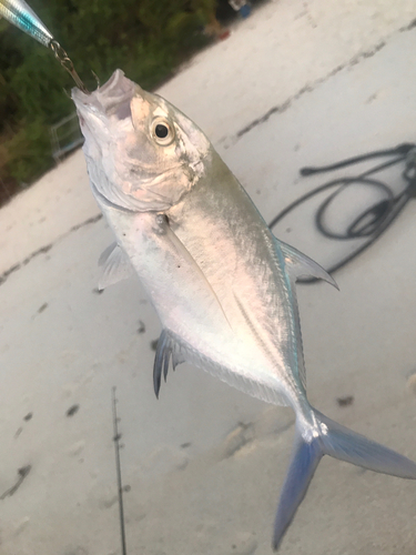 カスミアジの釣果