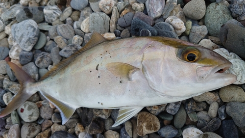 ネリゴの釣果