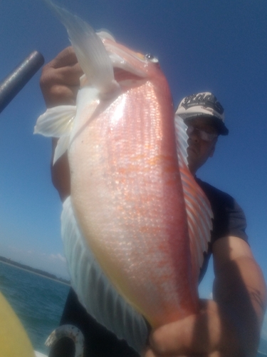 アマダイの釣果