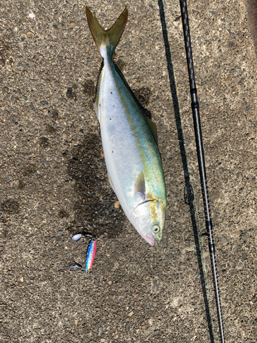 ツバスの釣果