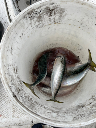 サバの釣果