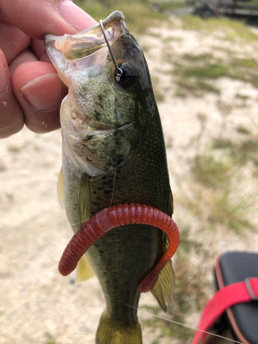 ラージマウスバスの釣果