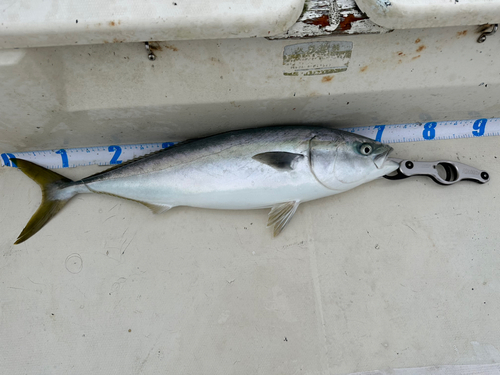 ワラサの釣果