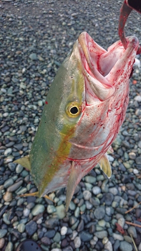 ワラサの釣果