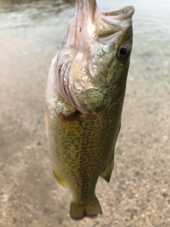 ラージマウスバスの釣果