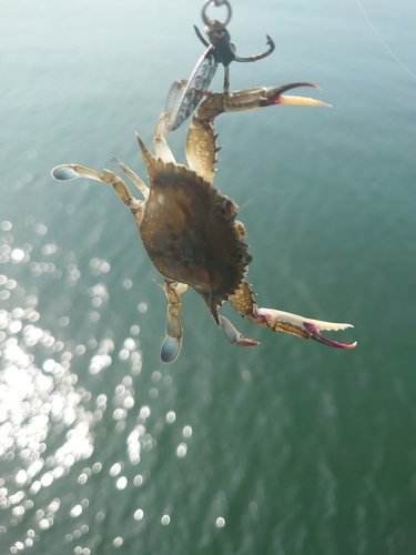 ワタリガニの釣果