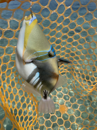 ムラサメモンガラの釣果