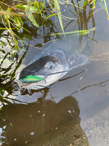 アメリカナマズの釣果