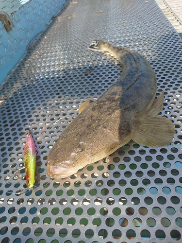 マゴチの釣果