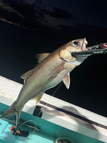 クロムツの釣果