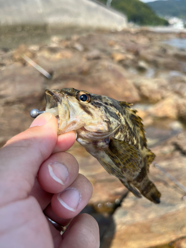 タケノコメバルの釣果