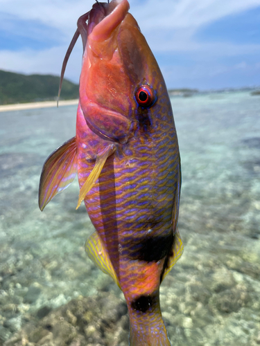 ムラサメモンガラの釣果