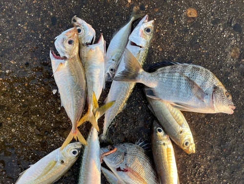 サバの釣果