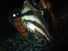 コショウダイの釣果