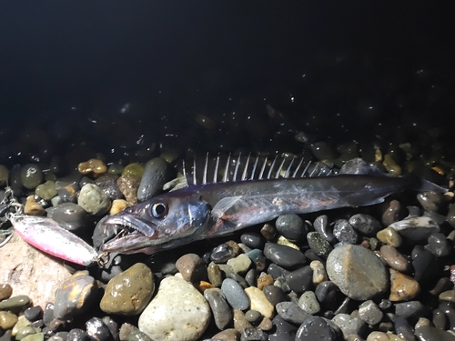 クロシビカマスの釣果