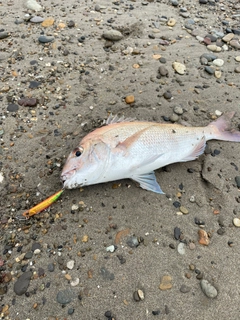 タイの釣果