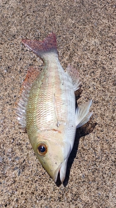 ムルーの釣果