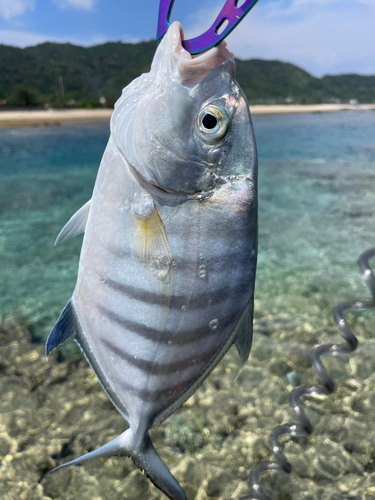 ムラサメモンガラの釣果