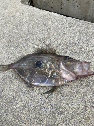 マトウダイの釣果