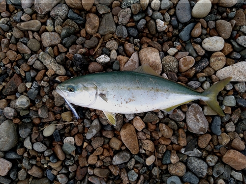 ツバスの釣果