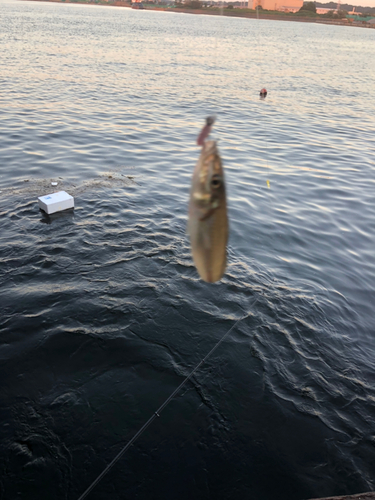 シロギスの釣果