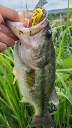 ラージマウスバスの釣果