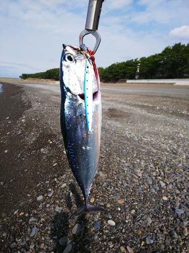 マルソウダの釣果