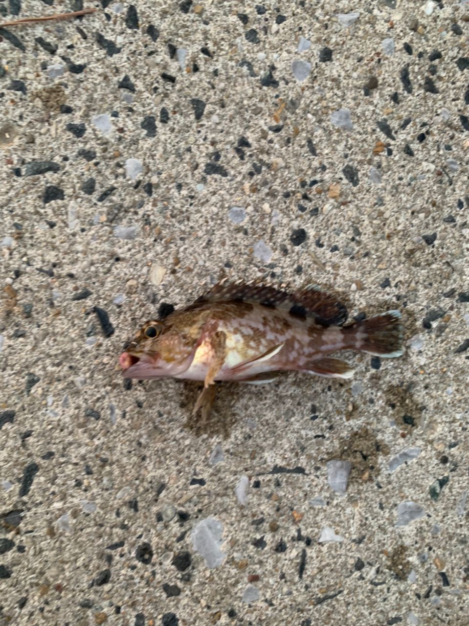 カサゴ