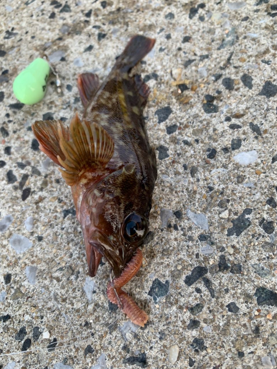 カサゴ