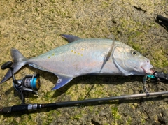 ナンヨウカイワリの釣果