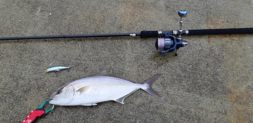 ショゴの釣果