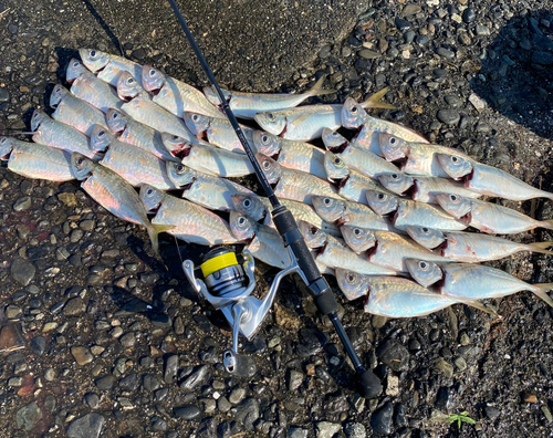 マアジの釣果