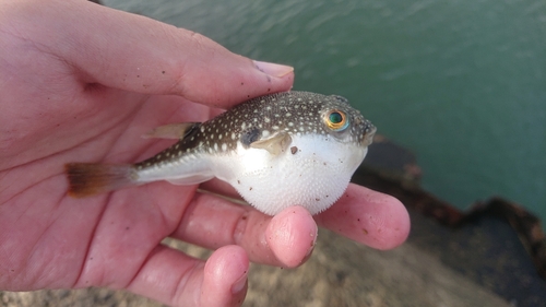 クサフグの釣果