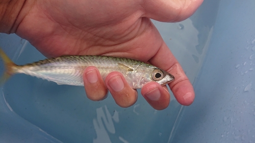 マサバの釣果