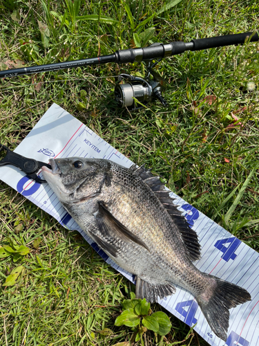 チヌの釣果