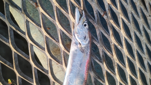 タチウオの釣果