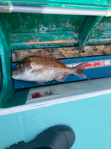 マダイの釣果