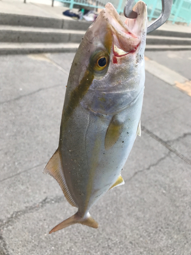 ネリゴの釣果