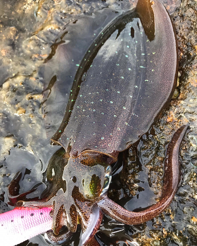 アオリイカの釣果